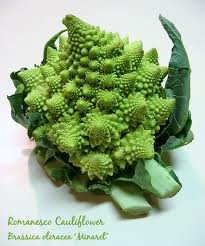 Broccoli Romanesco Heirloom Seeds - 1 Lb Bulk Pack by Seed Kingdom | Non-GMO Cauliflower Alternative for Home Gardening & Organic Farming
