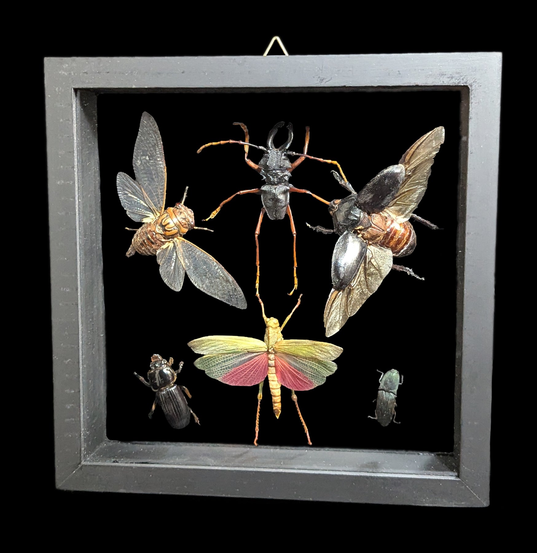 6 Pack Double Glass Framed Insect Specimens - Real Entomology Display for Home Decor, Classroom Education & Science Collections