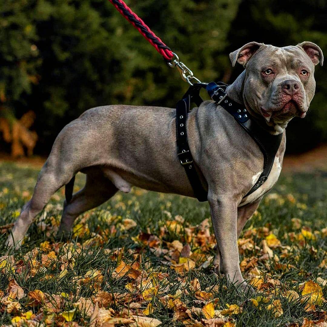 Bestia 'Style' Black 100% Genuine Leather Handmade Dog Harness - Perfect for Walking, Training & Outdoor Adventures