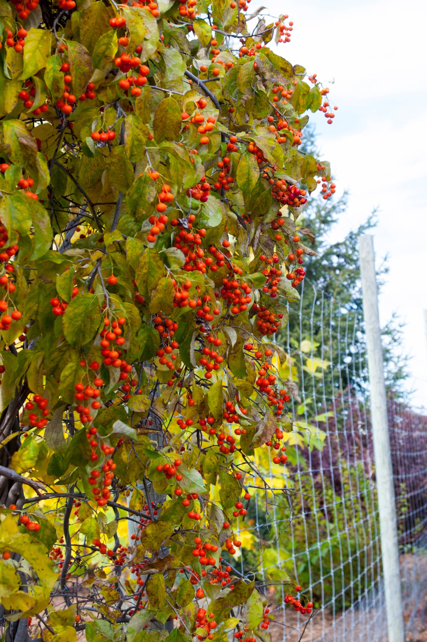 Celastrus Scandens 'Autumn Revolution' - Climbing Bittersweet Vine for Fences & Trellises | Fast-Growing Ornamental Plant for Fall Color & Winter Interest