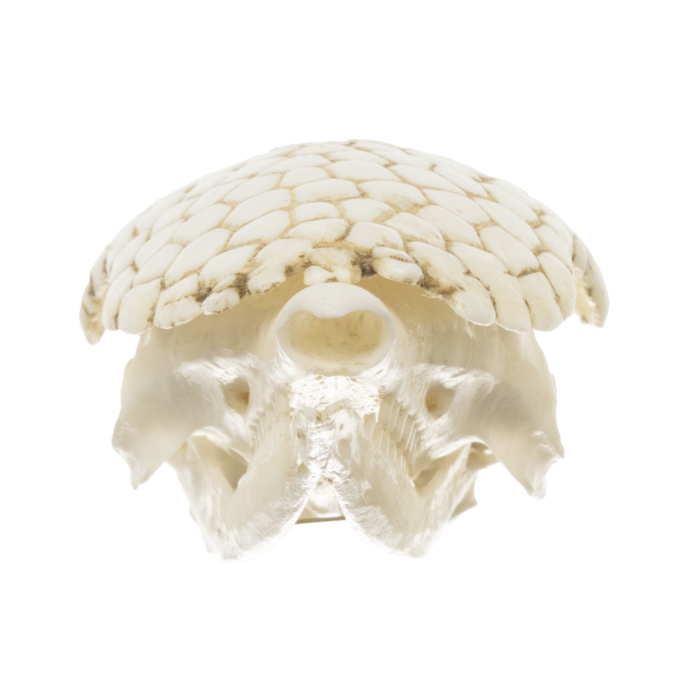 Authentic Replica Nine-Banded Armadillo Skull - Lifelike Animal Skull Model for Home Decor, Educational Display, and Halloween Props