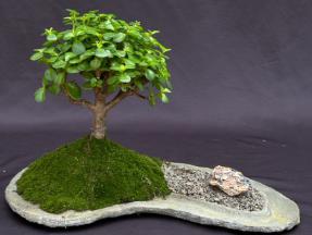 Portulacaria Afra Bonsai Tree - Baby Jade on Rock Slab - Perfect for Home Decor, Office Zen Garden & Indoor Plant Lovers