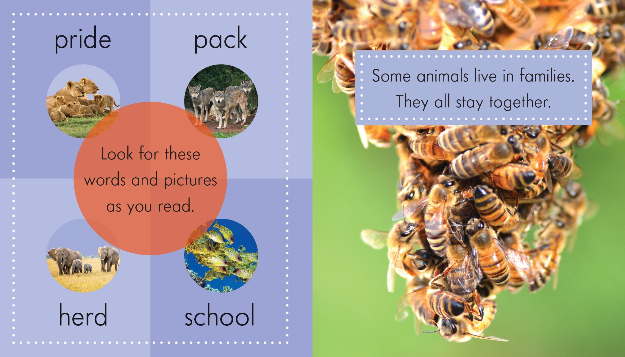 Animal Families - Educational Toys for Kids, Learning Games for Toddlers | Perfect for Preschool, Homeschool & Family Bonding Activities