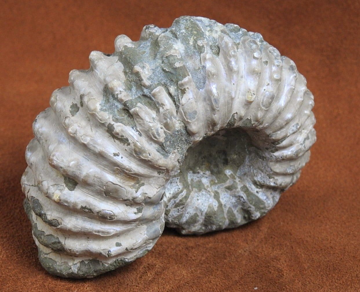 Authentic Ammonite Fossil from Morocco - Natural Prehistoric Marine Fossil for Collectors, Home Decor & Gifts | Perfect for Geology Enthusiasts, Office Display & Unique Interior Design