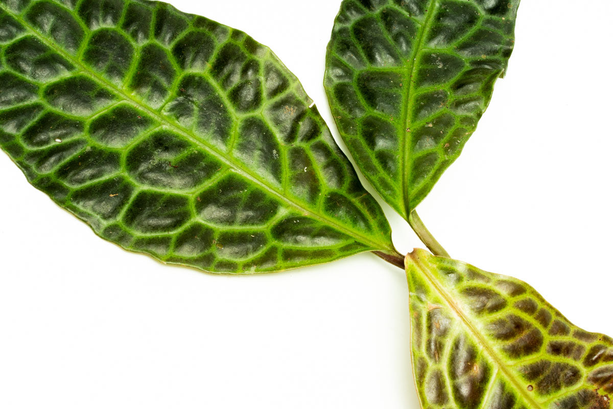 Labisia Sp Turtle Back - Premium Aquatic Plant for Freshwater Aquariums | Perfect for Shrimp Tanks, Aquascaping & Natural Habitat Setup