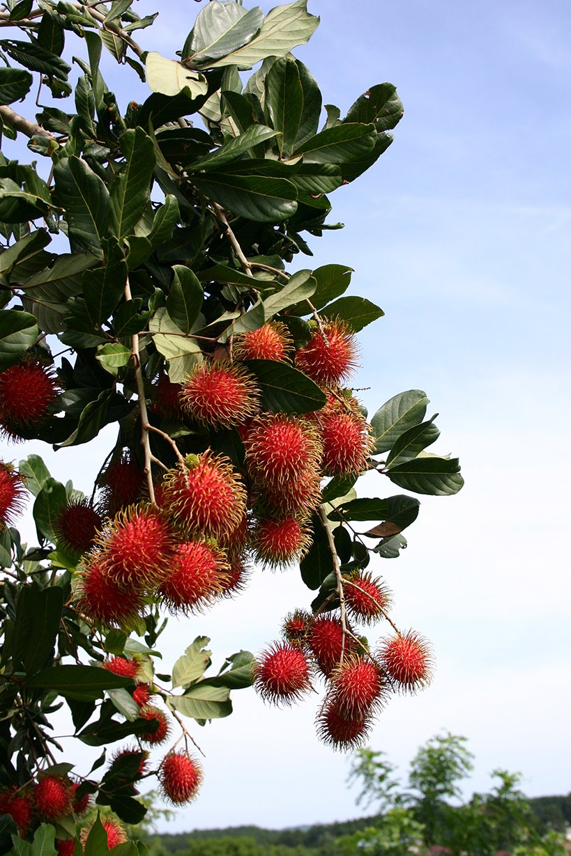Fresh Rambutan Fruit (5lb) - Exotic Tropical Fruit, Sweet & Juicy, Perfect for Snacking, Smoothies & Fruit Salads