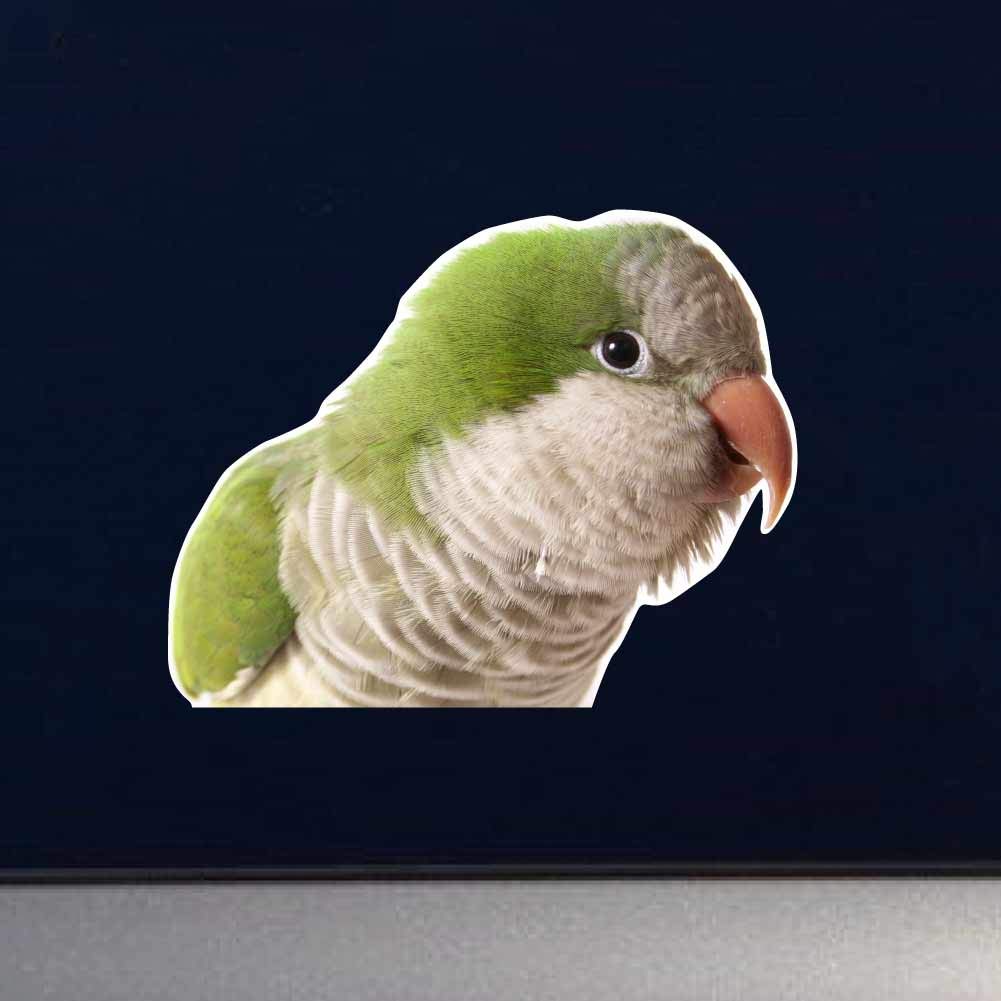 Vibrant 13-Inch Green Quaker Parrot Vinyl Decal - Waterproof Sticker for Cars, Laptops, Windows, Home & Office Decor - Perfect for Indoor/Outdoor Use, DIY Projects & Gift Ideas