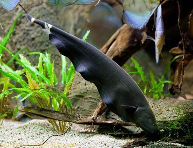 Black Ghost Knife Fish - Exotic Freshwater Aquarium Fish for Home & Office Tanks | Perfect for Tropical Fish Enthusiasts & Aquatic Decor