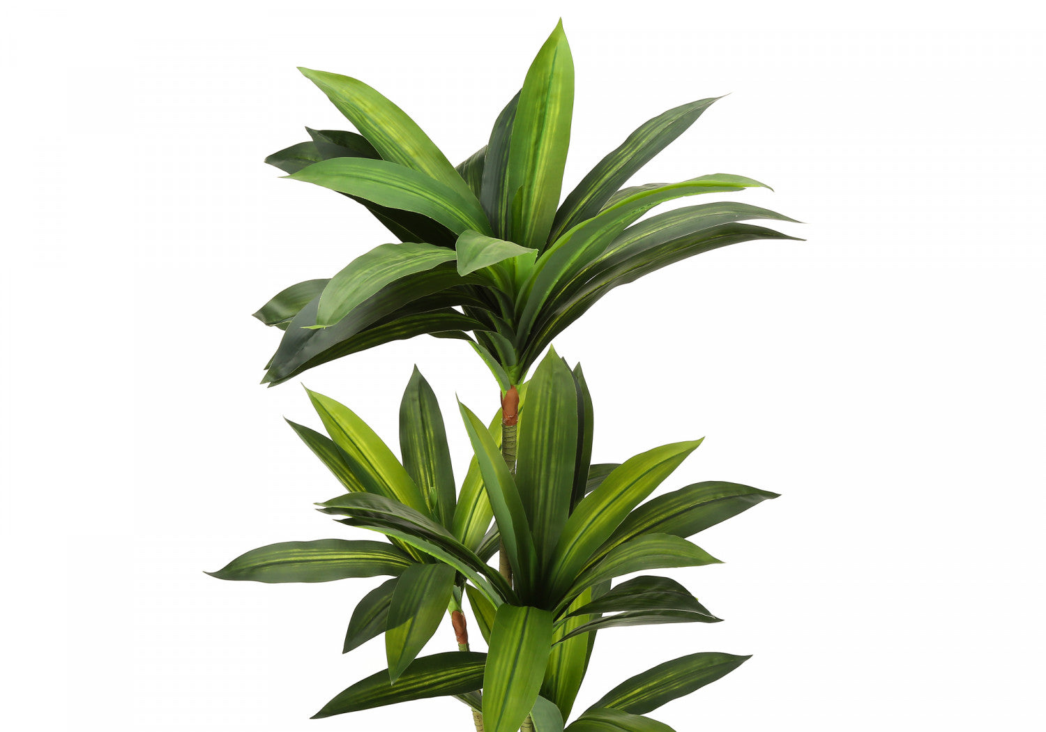 51 Dracaena Plant in 5 Black Pots - Indoor Houseplant for Home & Office Decor - Perfect for Living Room, Bedroom, or Workspace