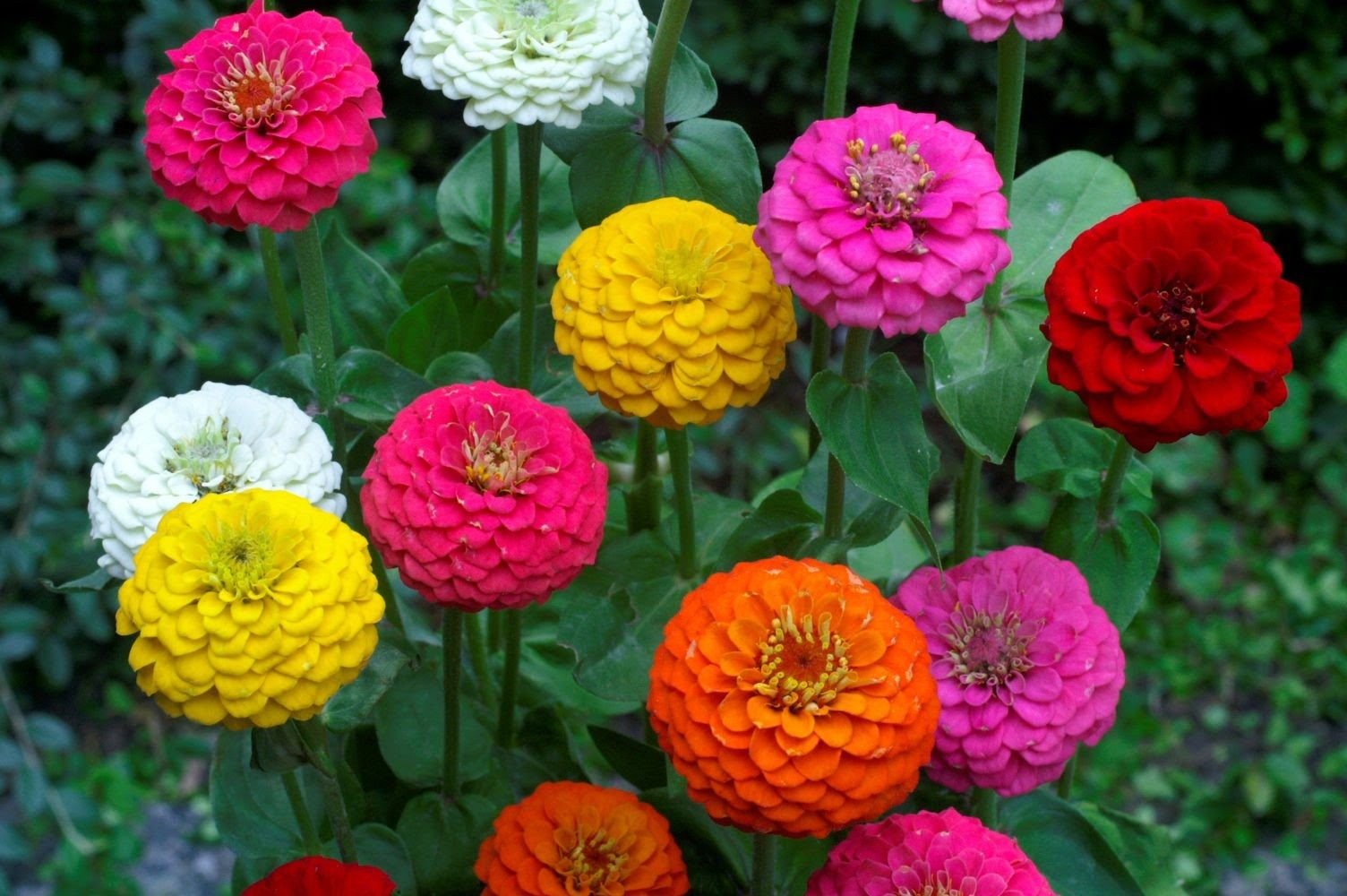California Giant Zinnia Seeds Mix - Zinnia elegans Pompon Annual Flower Seeds for Outdoor Garden Planting - Perfect for Borders, Beds & Cut Flower Arrangements