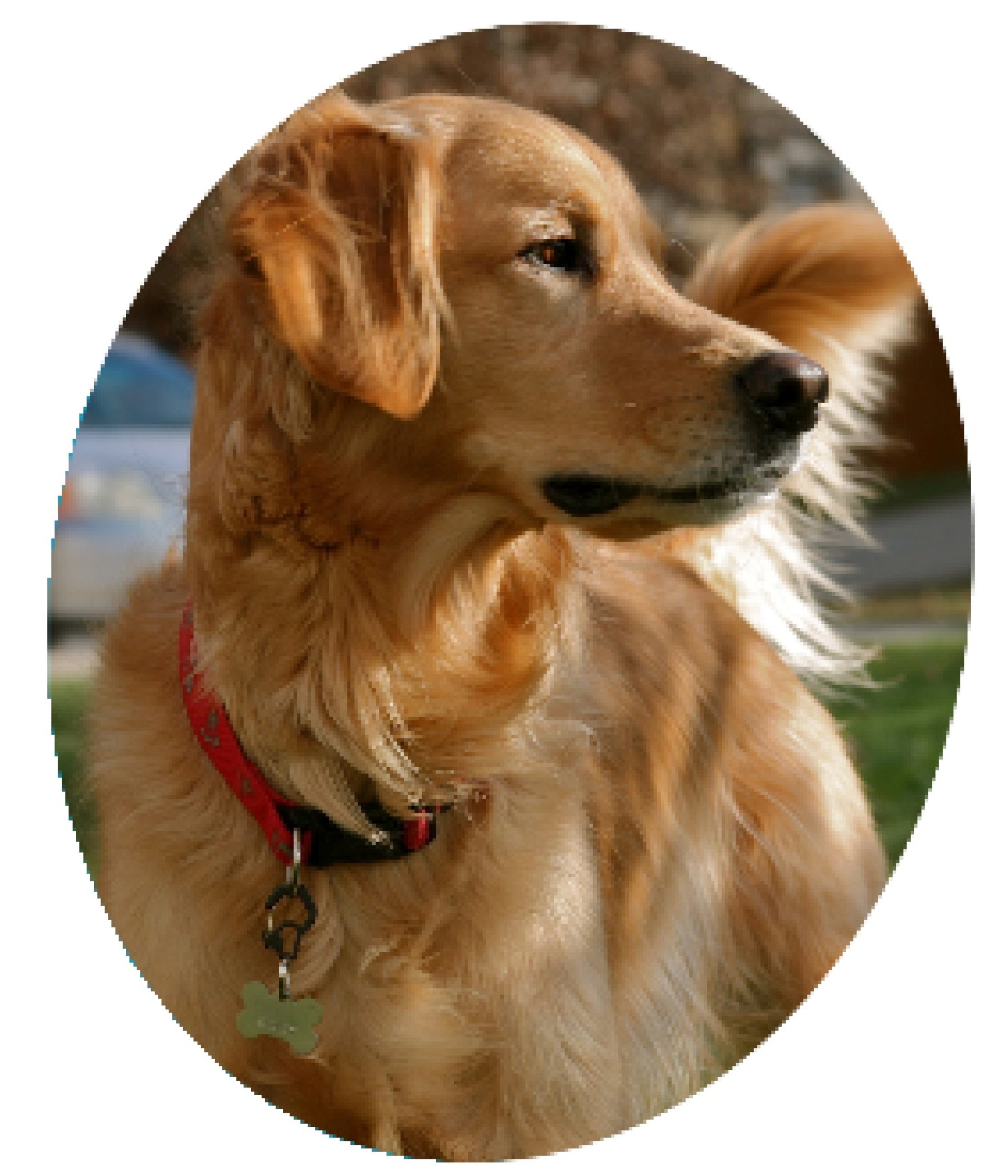 Small Curve Aluminum Dog Tag Clip - Red | Durable Pet ID Tag Holder for Dogs & Cats | Perfect for Collars, Keychains & Backpacks