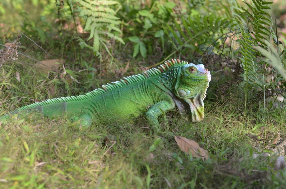 Handcrafted Lizard Statue - Premium Home Decor & Unique Gift for Reptile Lovers | Perfect for Garden, Office Desk, or Bookshelf Decoration