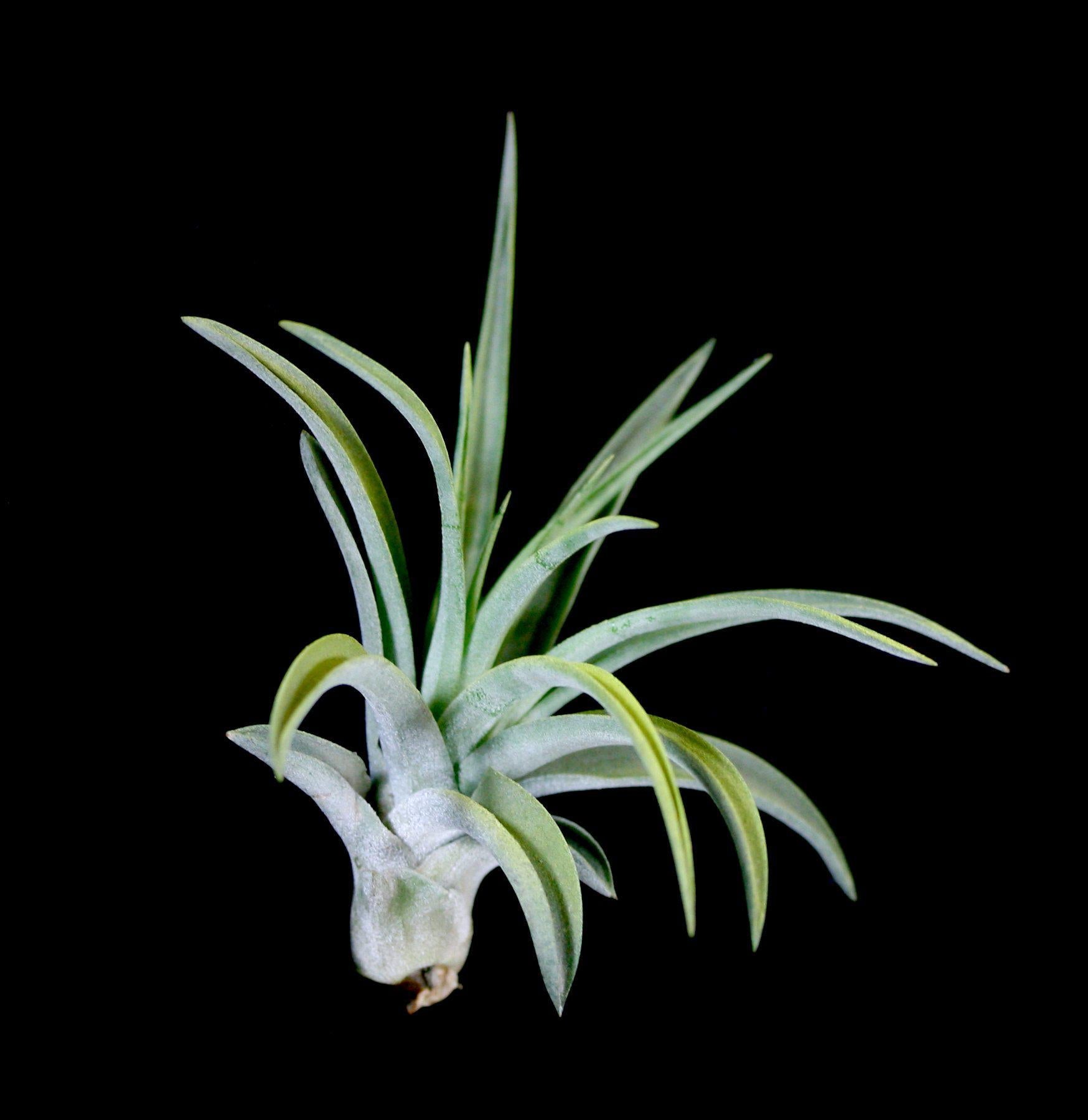 Tillandsia Velutina Air Plant - Low Maintenance Indoor Houseplant for Home & Office Decor - Perfect for Terrariums, Wall Displays & Gifts