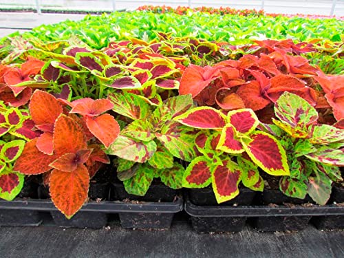 Exotic Coleus Seeds Mix - Non-GMO Annual Flower Seeds for Planting - Perfect for Gardens, Landscaping & Containers
