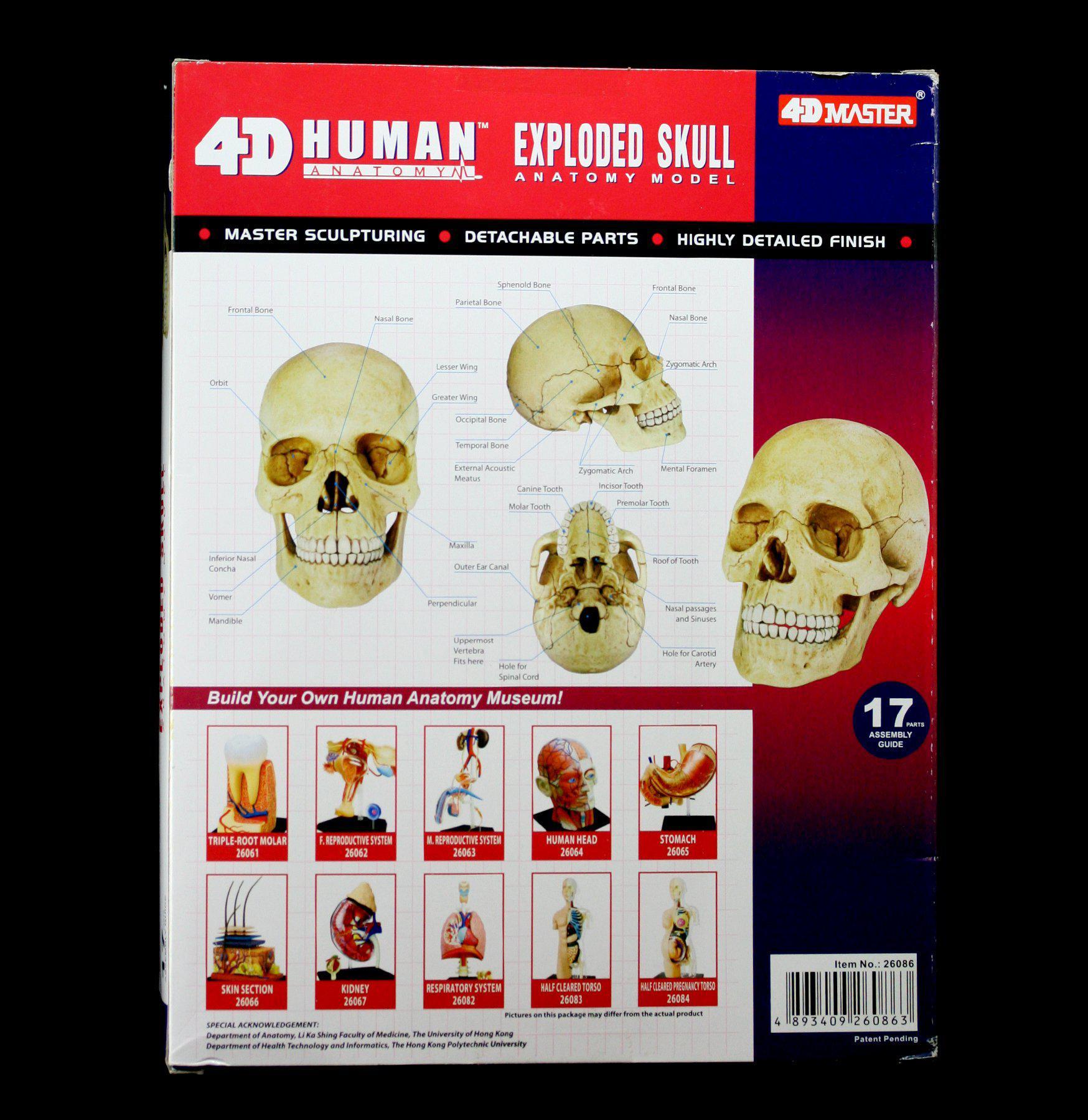 4D Exploded Skull Model - Human Anatomy Educational Tool for Medical Students & Science Enthusiasts - Perfect for Classroom, Lab & Home Study