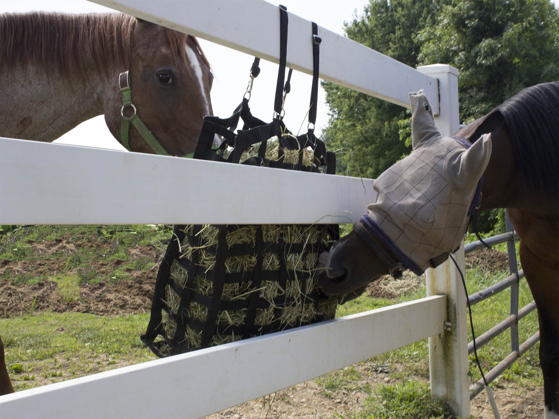 Derby Originals Supreme 4-Sided Slow Feed Horse Hay Bag - Durable Slow Feeding Solution for Horses - Perfect for Stables, Trail Rides & Pasture Use