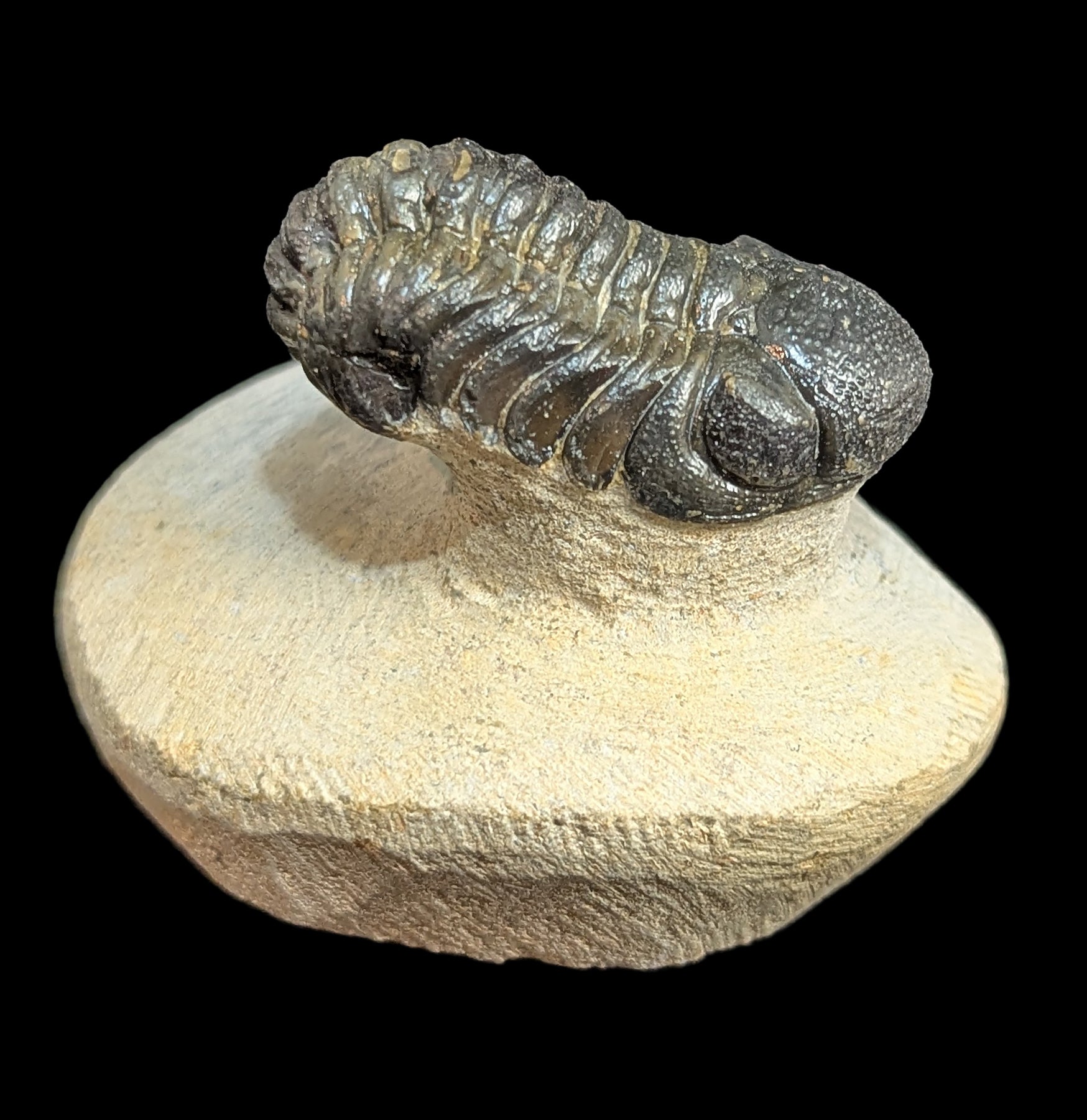 Authentic Phacops Rana Trilobite Fossil in Matrix - Rare Devonian Era Specimen for Collectors & Paleontology Enthusiasts | Perfect for Home Decor, Educational Displays & Fossil Collections