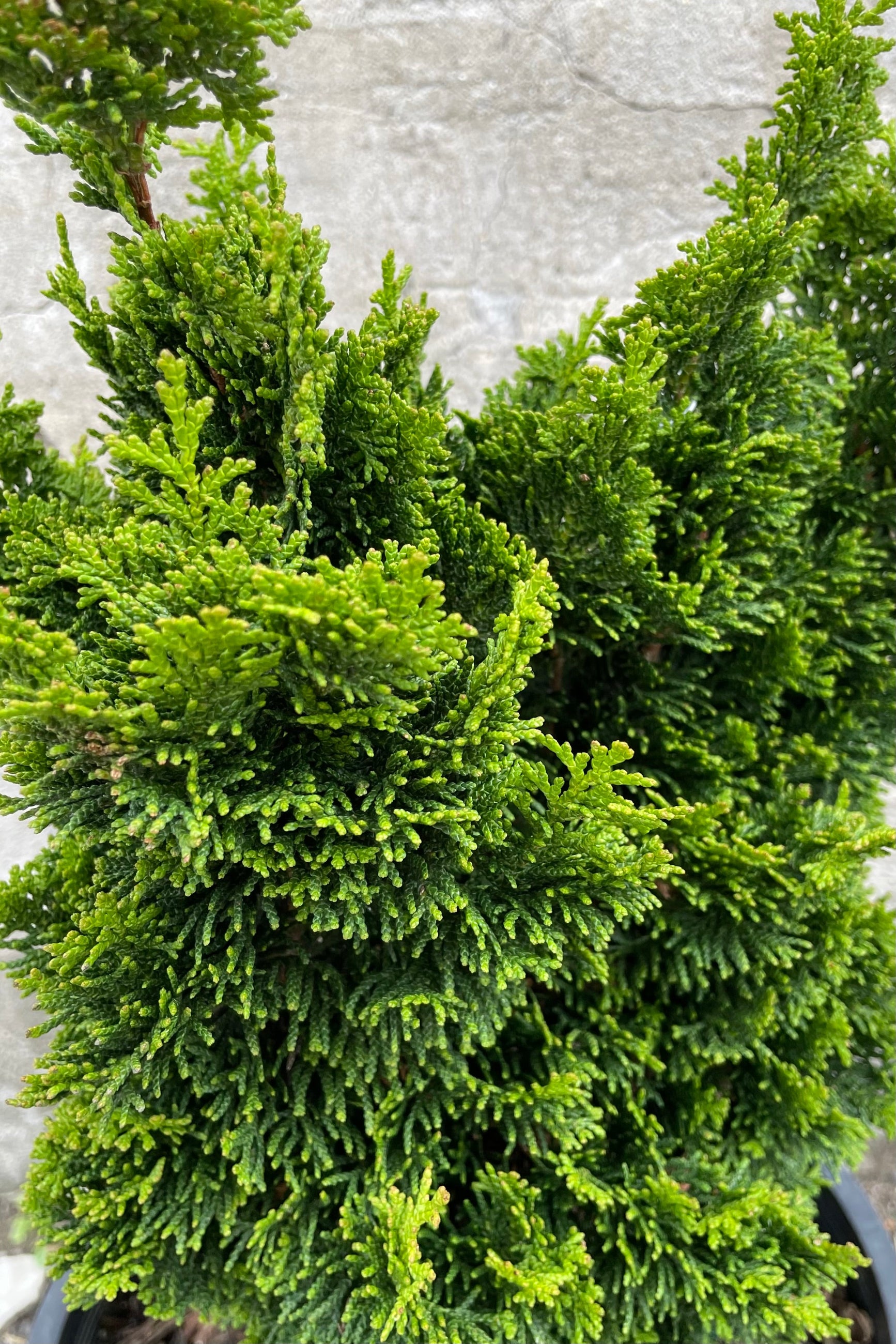 Chamaecyparis obtusa 'Spiralis' Spiral Hinoki Cypress Tree - Perfect for Landscaping, Privacy Hedges & Zen Gardens