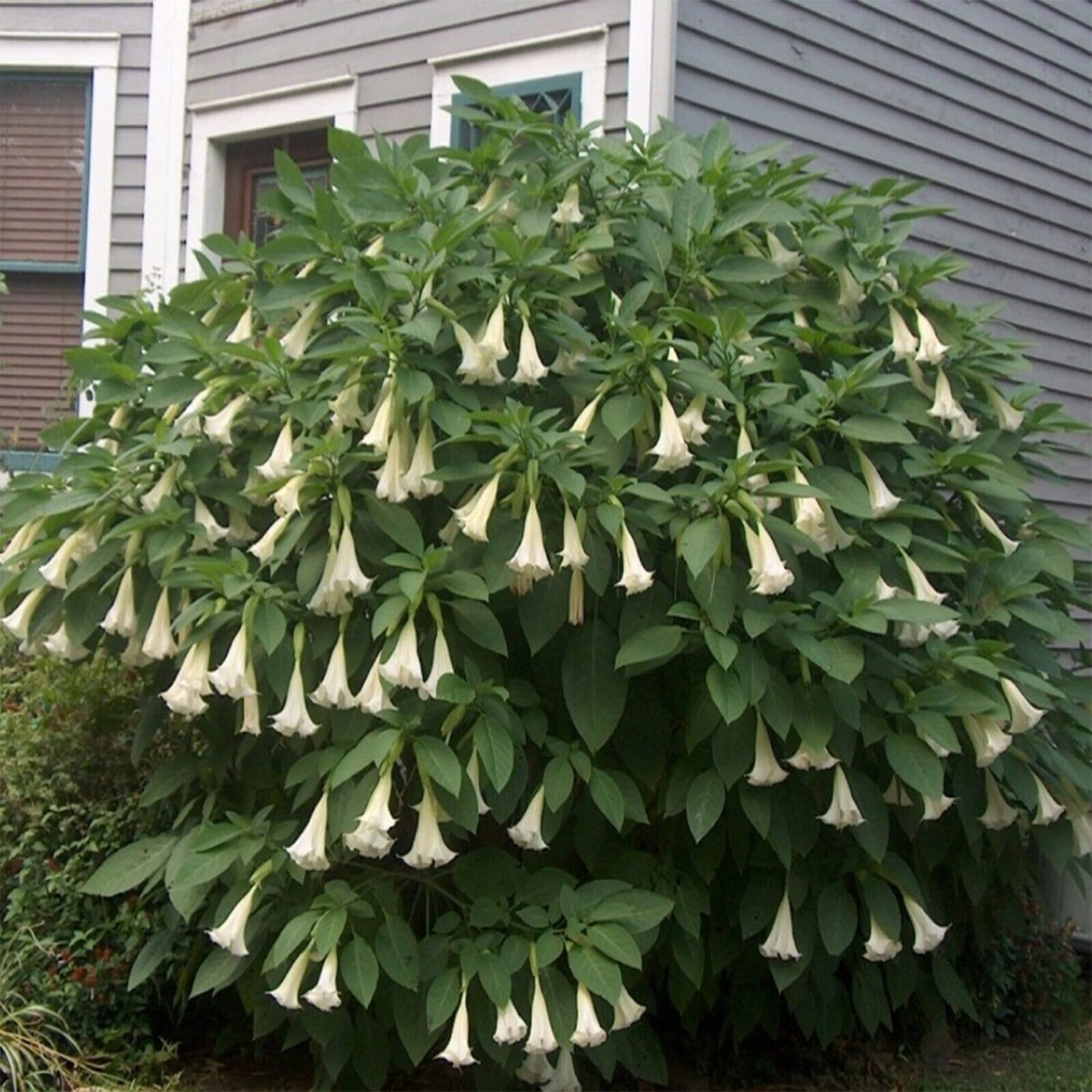 10 Angel's Trumpet Seeds - Brugmansia Suaveolens White Fragrant Flowers for Garden Planting, Outdoor Decor & Landscaping | Perfect for Backyard Gardens, Patio Decorations and Wedding Bouquets