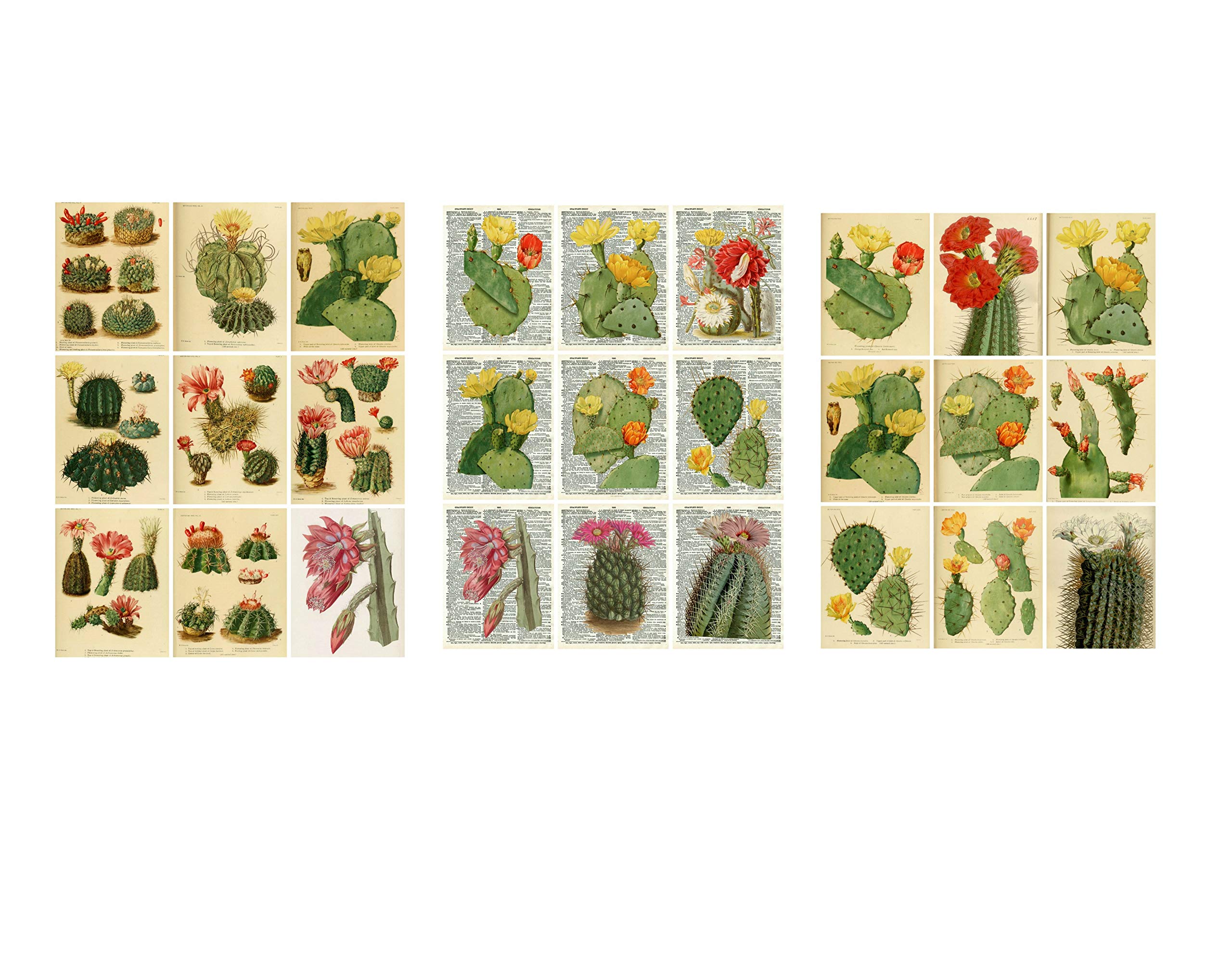 3-Pack Vintage Cactus Botanical Collage Sheets - 8.5