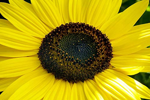 20x30 Inch Laminated Sunflower Nature Poster - Vibrant Yellow Flower Petals Wall Art for Home & Office Decor - Perfect for Living Room, Bedroom, or Classroom Decoration