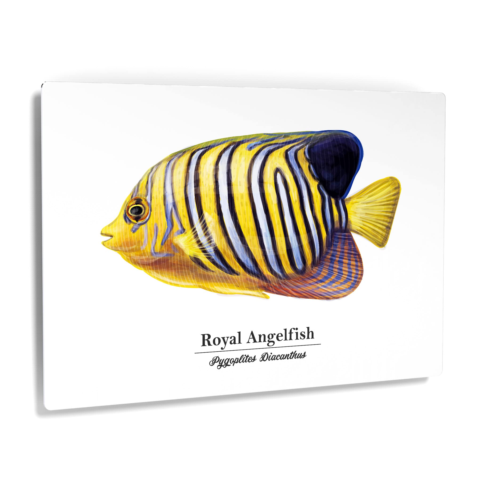 Royal Angelfish Metal Wall Art - 16x24 Inch Marine Animal Painting, Pygoplites Diacanthus Fish Print for Coastal & Nautical Decor - Perfect for Living Room, Bedroom, Kids Room & Office - Handmade in USA | Ocean-Themed Home & Fishing Gift Idea