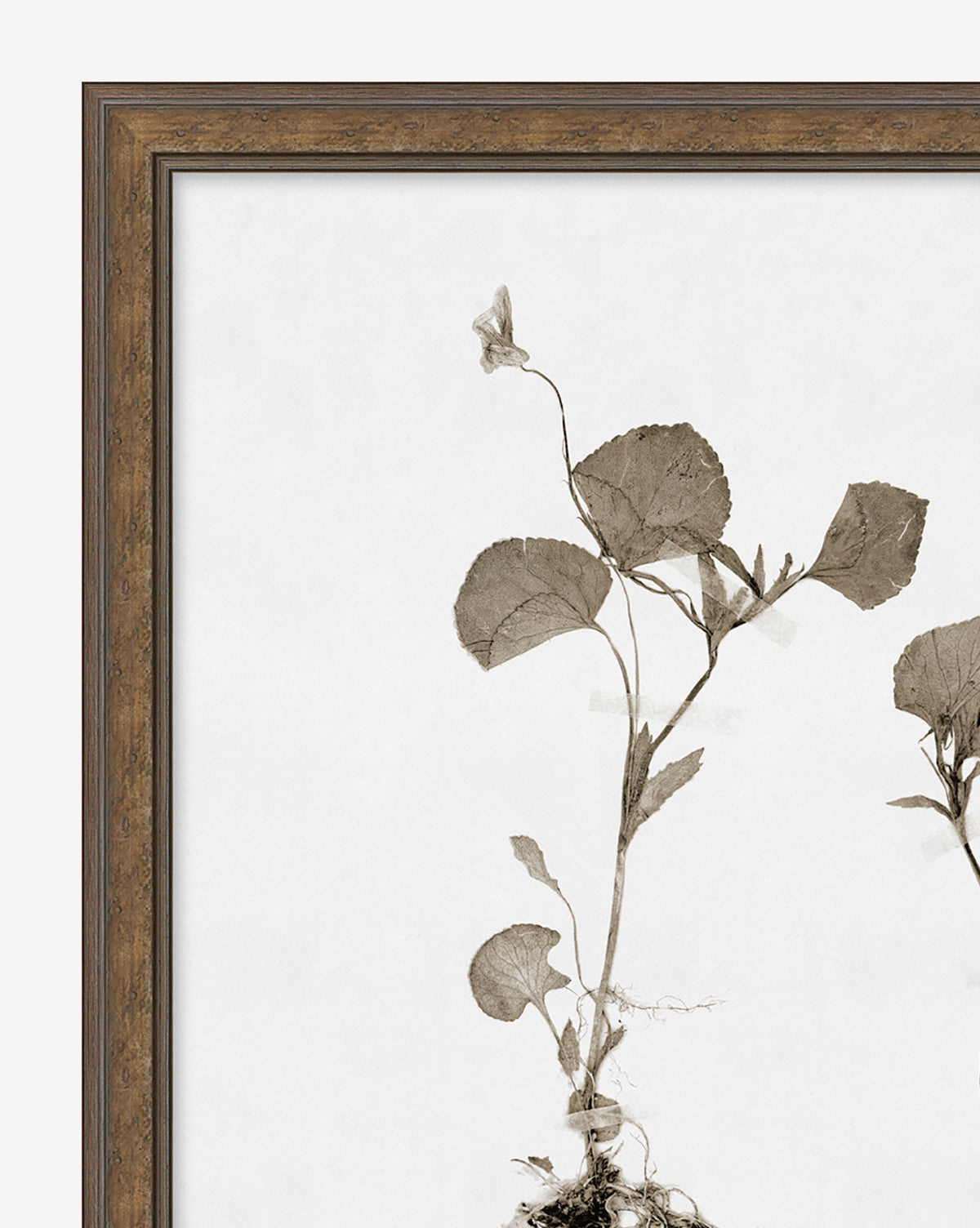 Subdued Botanicals II - Elegant Floral Wall Art Prints for Home & Office Decor | Perfect for Living Room, Bedroom, and Gift Giving