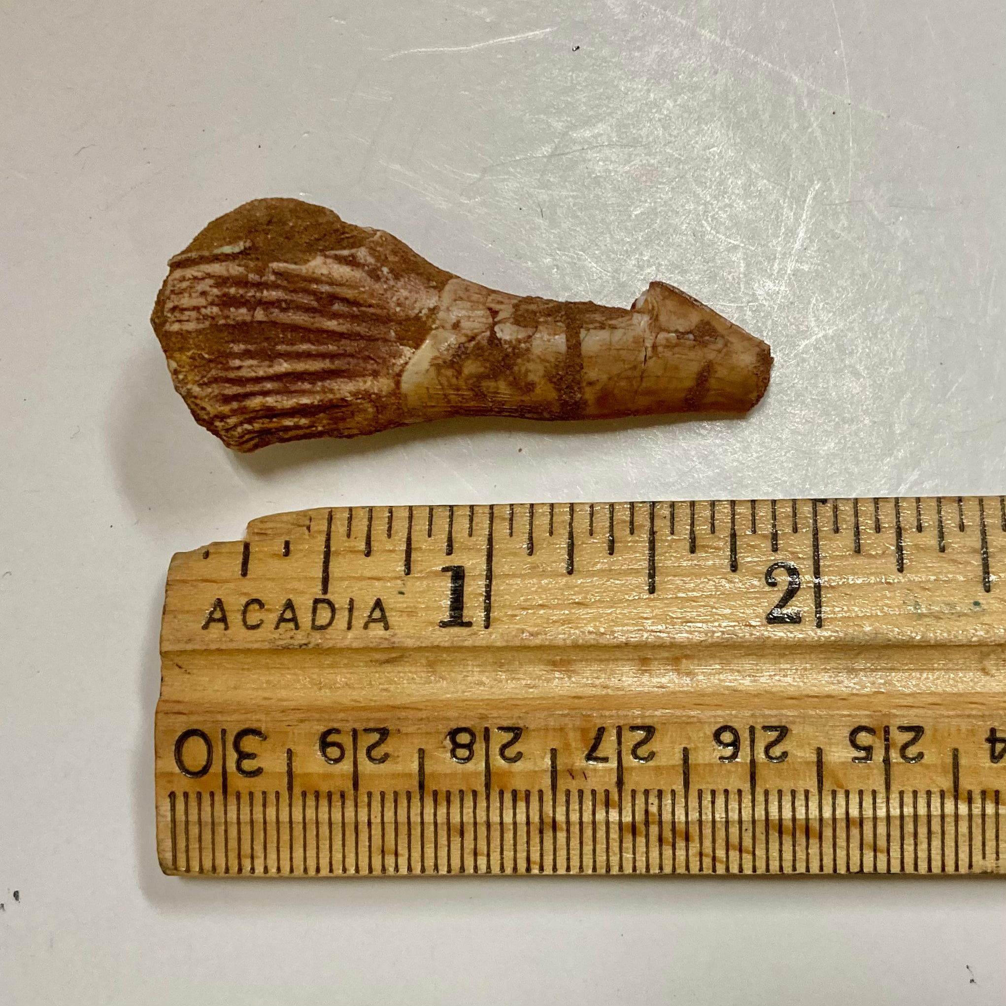 Sawfish Rostral Tooth - Genuine Fossil Collectible for Marine Enthusiasts & Science Education | Perfect for Home Decor, Classroom Display, and Unique Gift Ideas