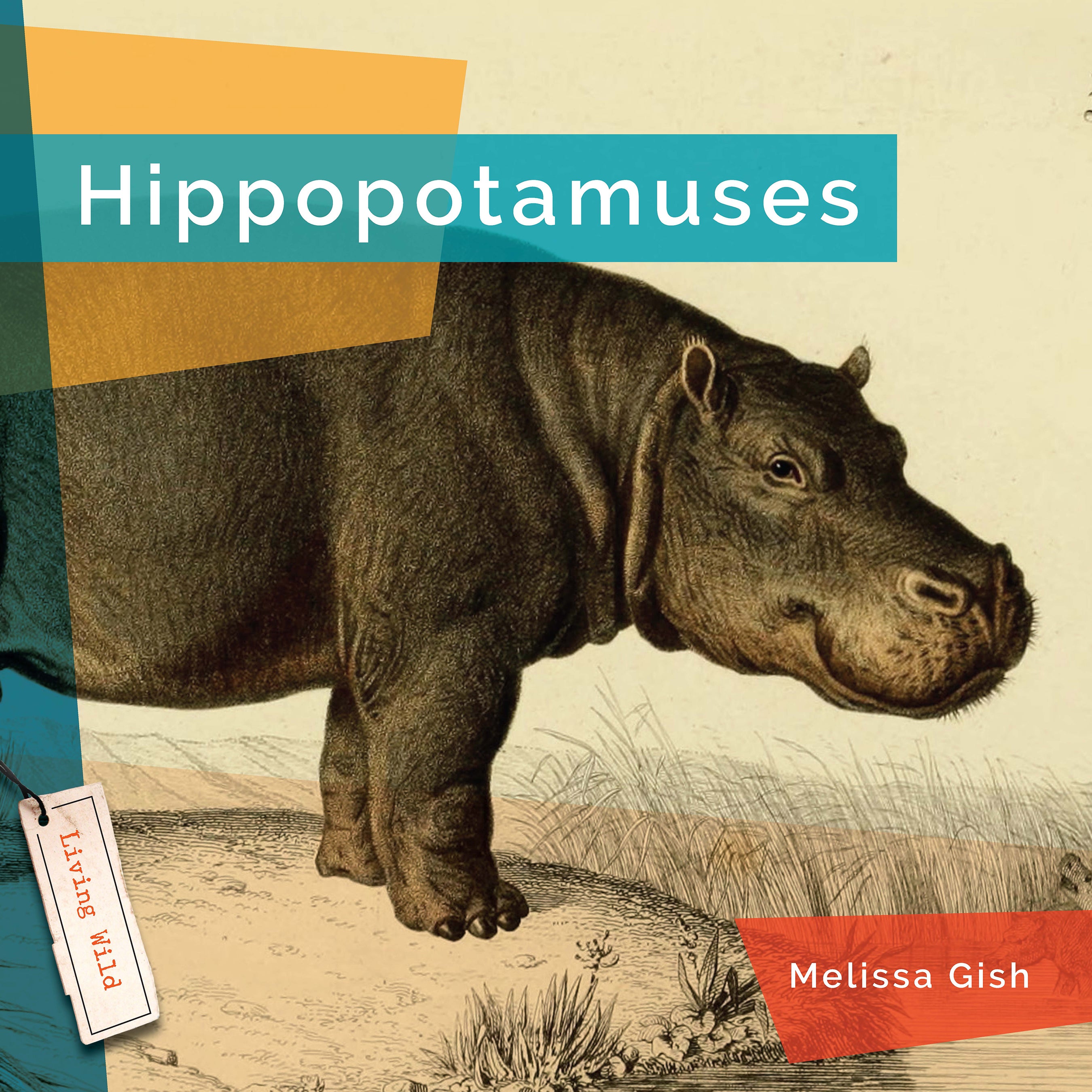Hippopotamuses Book - 9781640267862 | Wildlife Animal Encyclopedia for Kids & Adults - Perfect for School Projects, Nature Lovers & Home Library