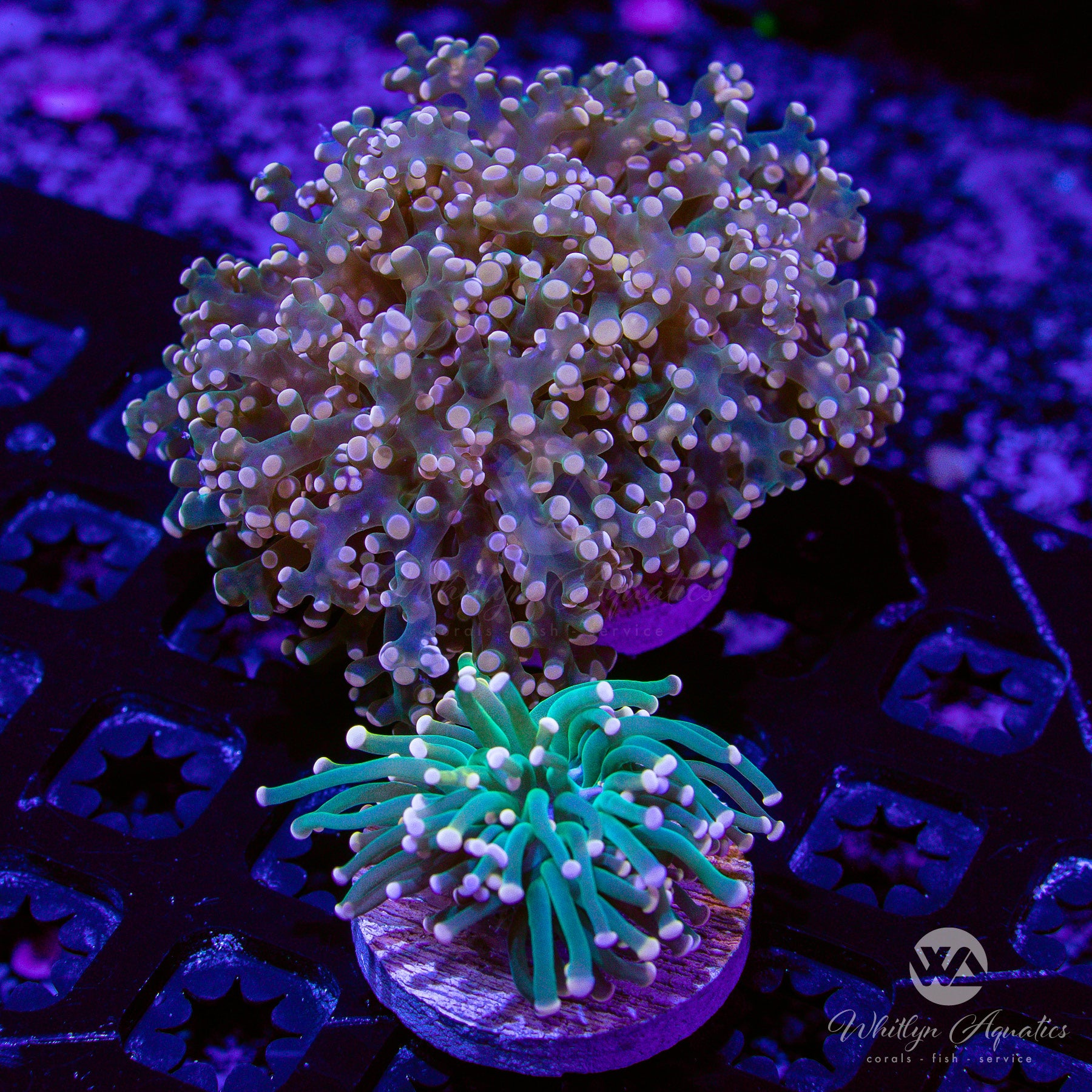 Pink Octospawn Cotton Candy Torch Coral for Saltwater Aquariums - Perfect for Reef Tanks & Coral Propagation