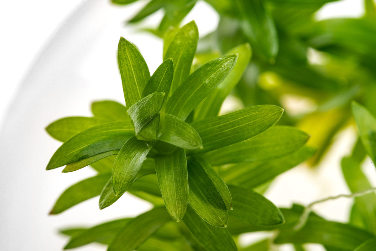 Tonina Fluviatilis Aquatic Plant for Freshwater Aquariums - Perfect for Aquascaping and Fish Tank Decoration