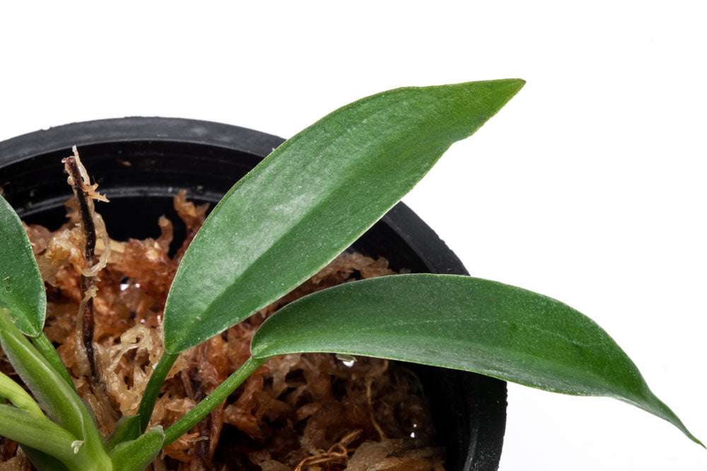 Philodendron Joepii Bare Root Plant - Rare Tropical Houseplant for Indoor Gardens & Home Decor