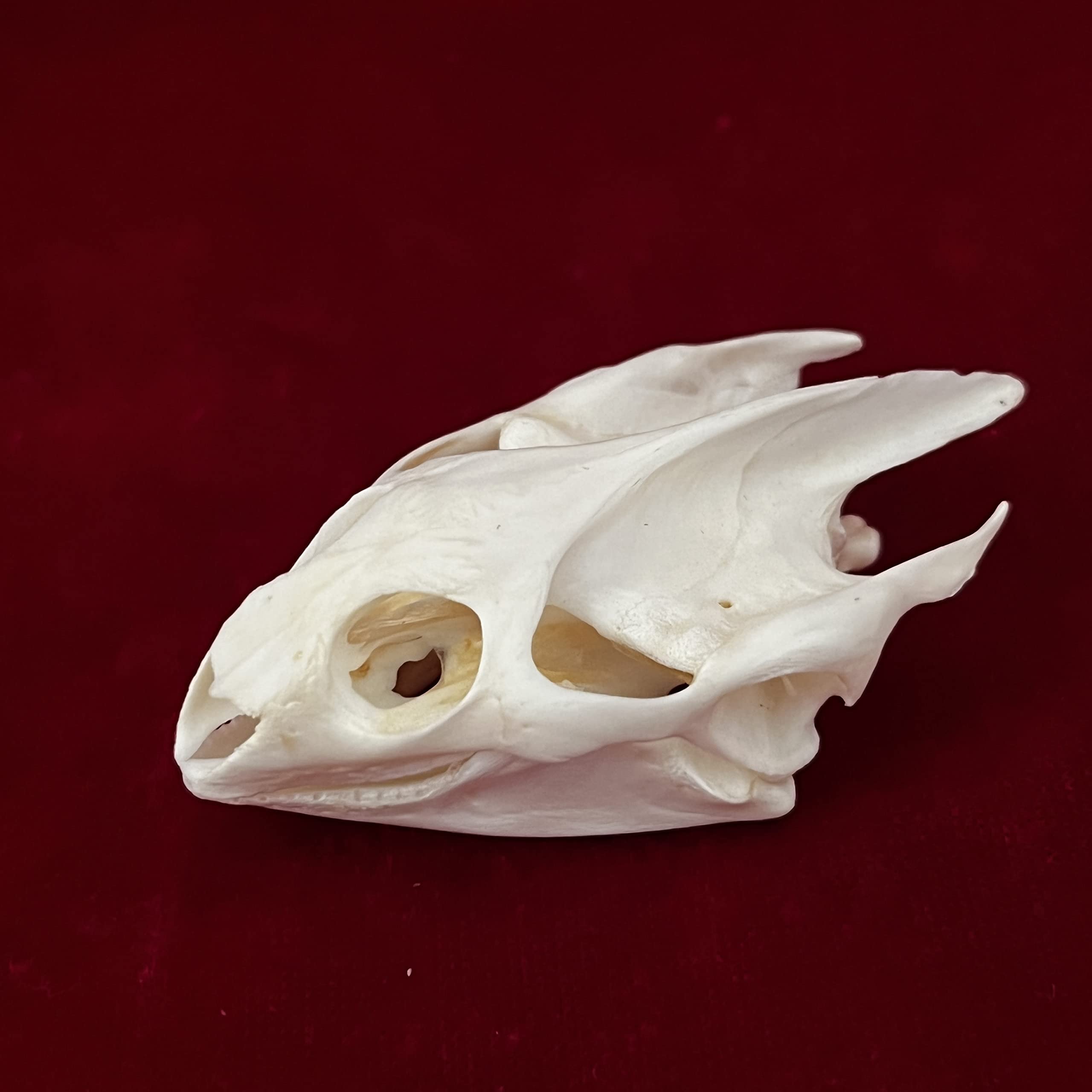7PCS Real Animal Skull Specimens - Cat, Muskrat, Nutria, Mink, Fox, Raccoon & Turtle - Taxidermy Skull Decor for Home, Study Collection & Unique Gifts | Perfect for Gothic Decor, Biology Education & Oddity Collectors
