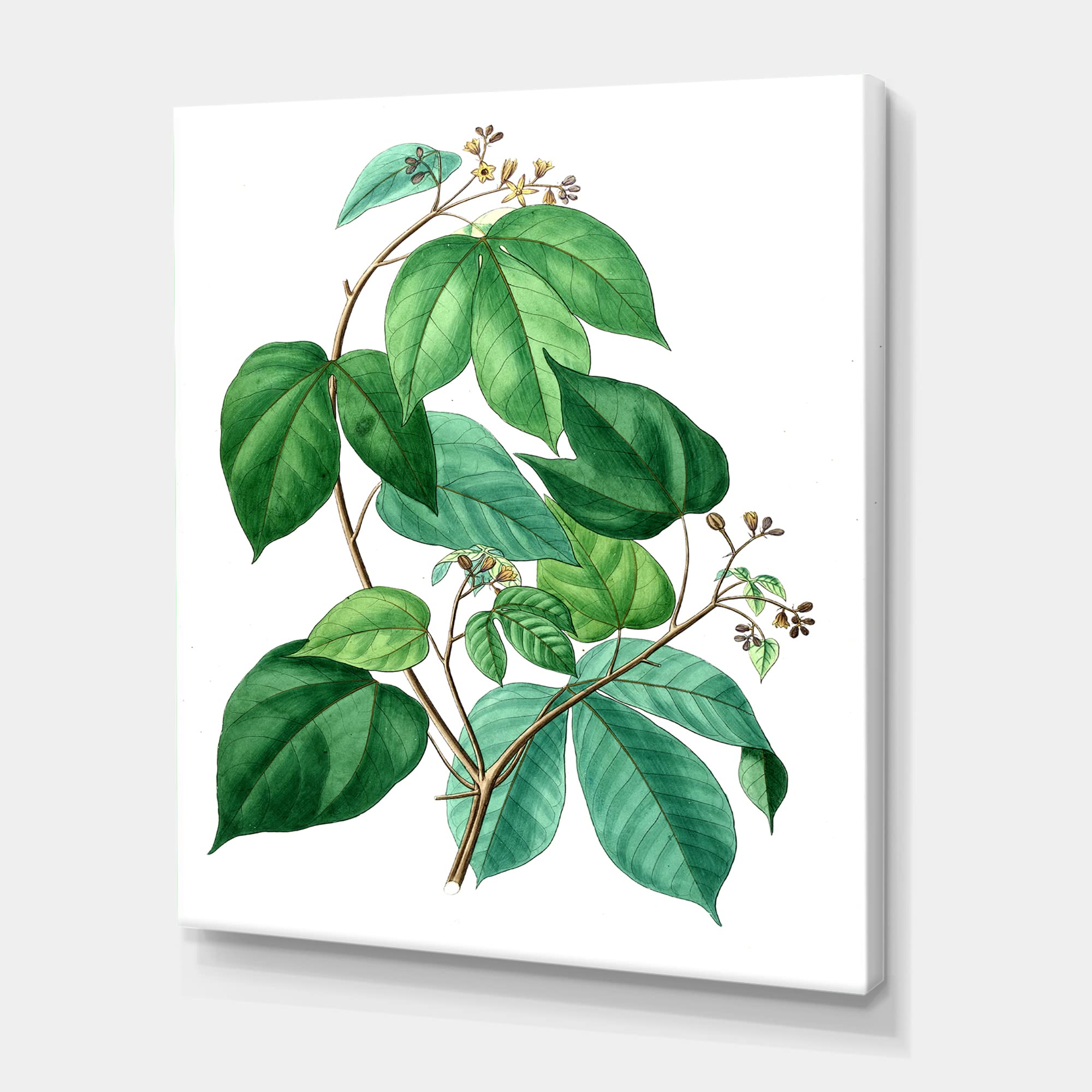 Vintage Green Leaves Plants III Traditional Canvas Wall Art - Nature Inspired Home Decor for Living Room, Bedroom & Office
