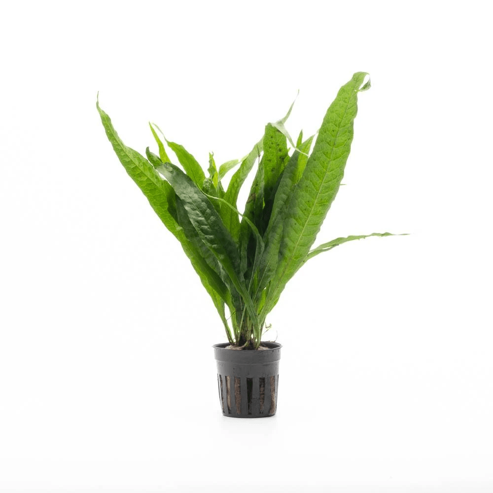 TCulture Microsorum Pteropus Philippine Java Fern Aquatic Plant for Aquarium (Potted) - Perfect for Freshwater Fish Tanks, Aquascaping & Low-Light Aquariums