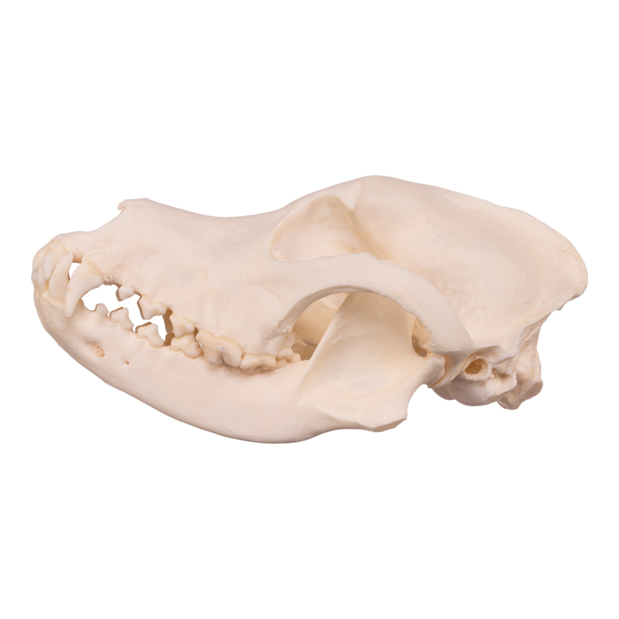 Authentic Real Domestic Dog Skull - Husky Breed Canine Specimen for Veterinary Study, Taxidermy & Gothic Decor