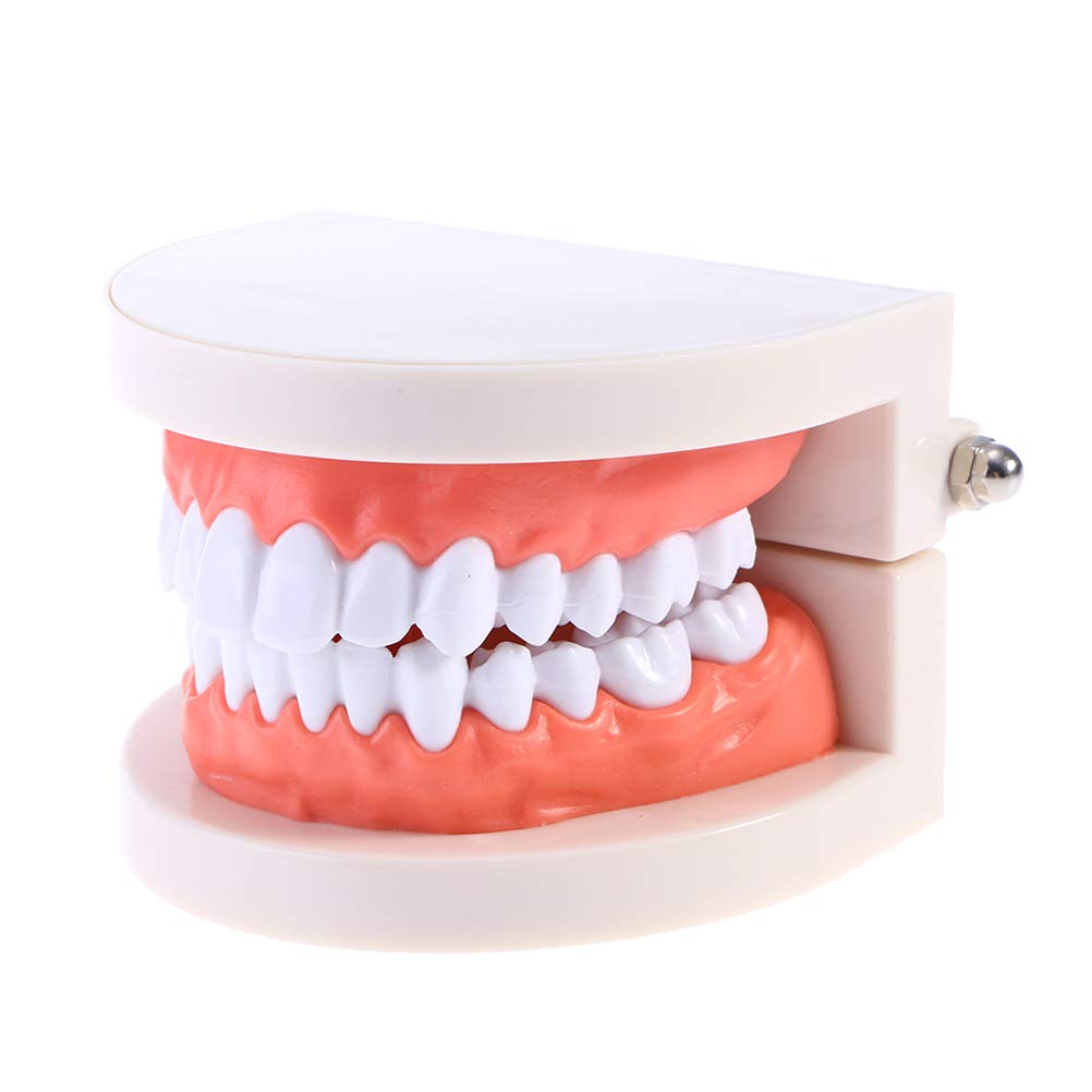 DOITOOL 2-Piece Dental Teeth Model Set - Standard Typodont for Dental Teaching, Study & Demonstration | Perfect for Dental Students, Educators & Professional Training