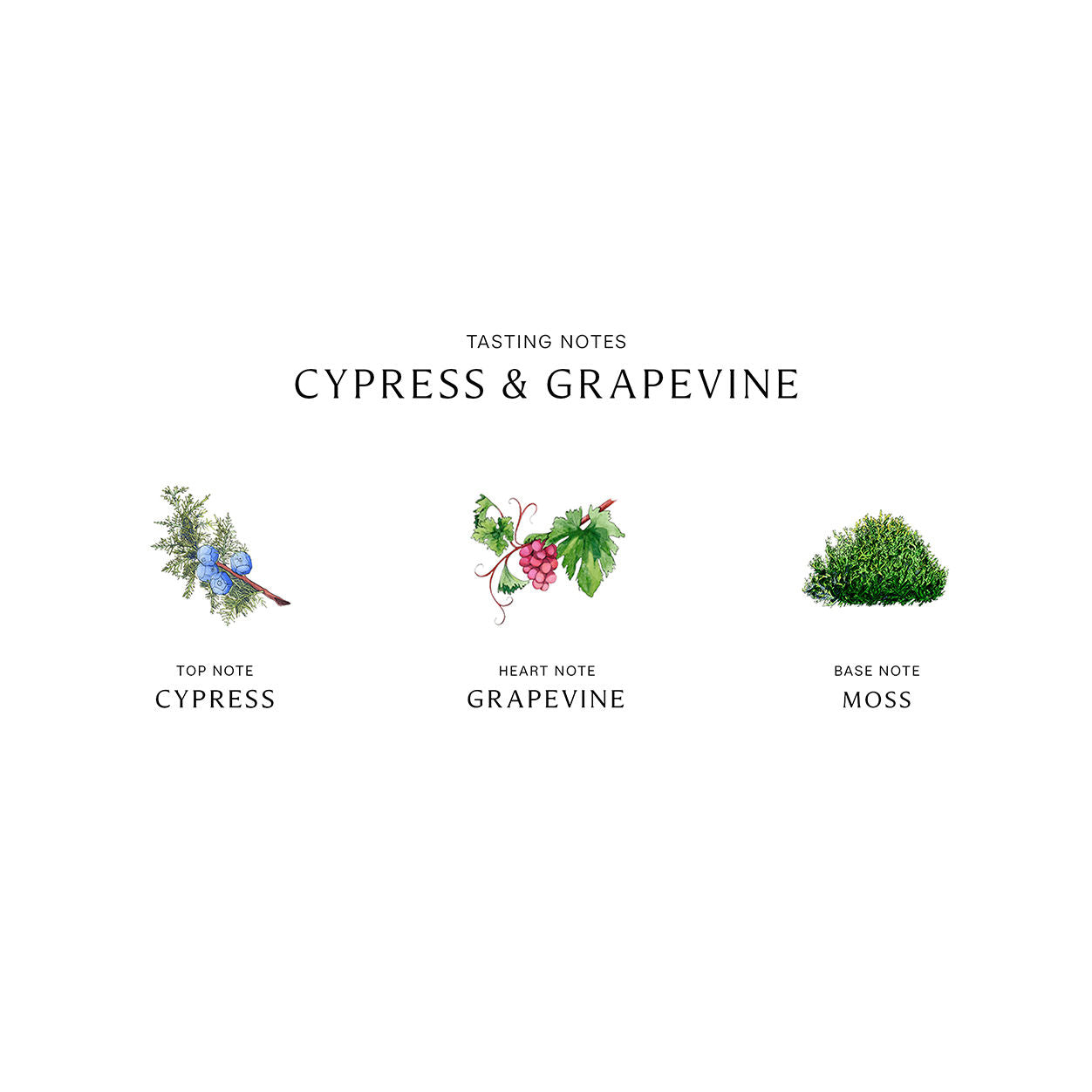Premium Cypress & Grapevine Cologne for Men - Long Lasting Intense Fragrance for Date Night & Special Occasions