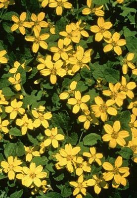 Goldenstar Groundcover Plants - 25 Pack of 3.5