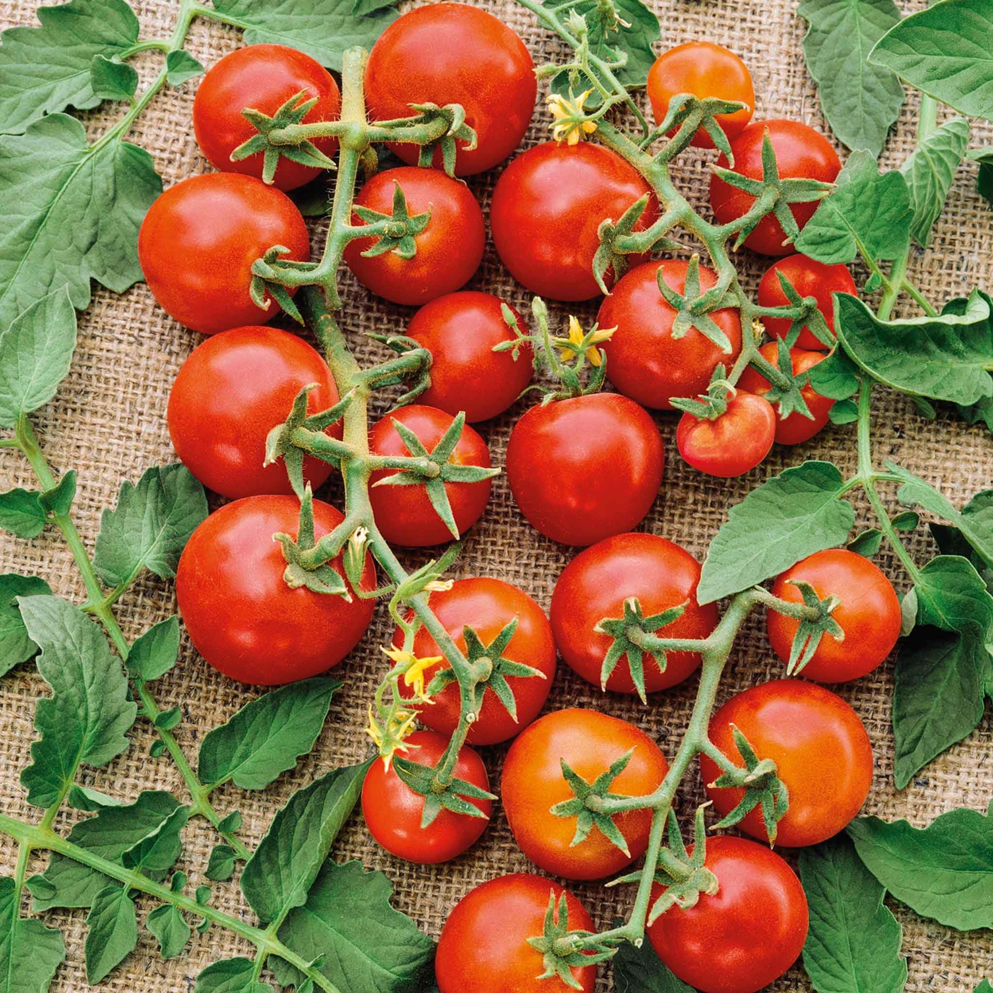 Eden Brothers Small Red Cherry Tomato Seeds for Planting - Non-GMO, Heirloom Variety for Home Garden, Patio, and Container Gardening
