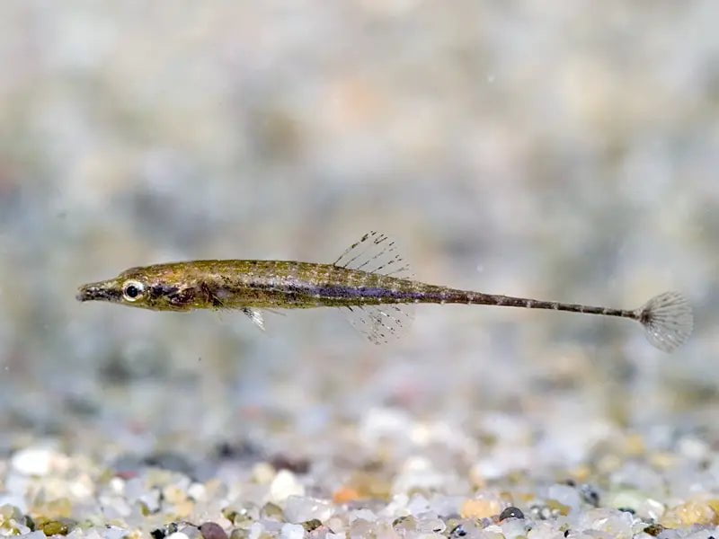 Indostomus Crocodilus - Exotic Freshwater Fish for Aquariums | Perfect for Nano Tanks, Community Aquariums & Fish Enthusiasts | Easy to Care Tropical Fish
