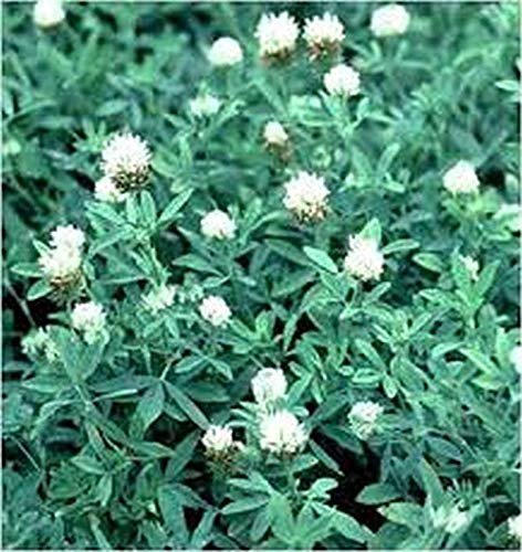 Premium Honey Bee Forage Seeds - 100 Count for Beekeeping & Pollinator Gardens | Boost Honey Production with High-Quality Plant Seeds for Bees