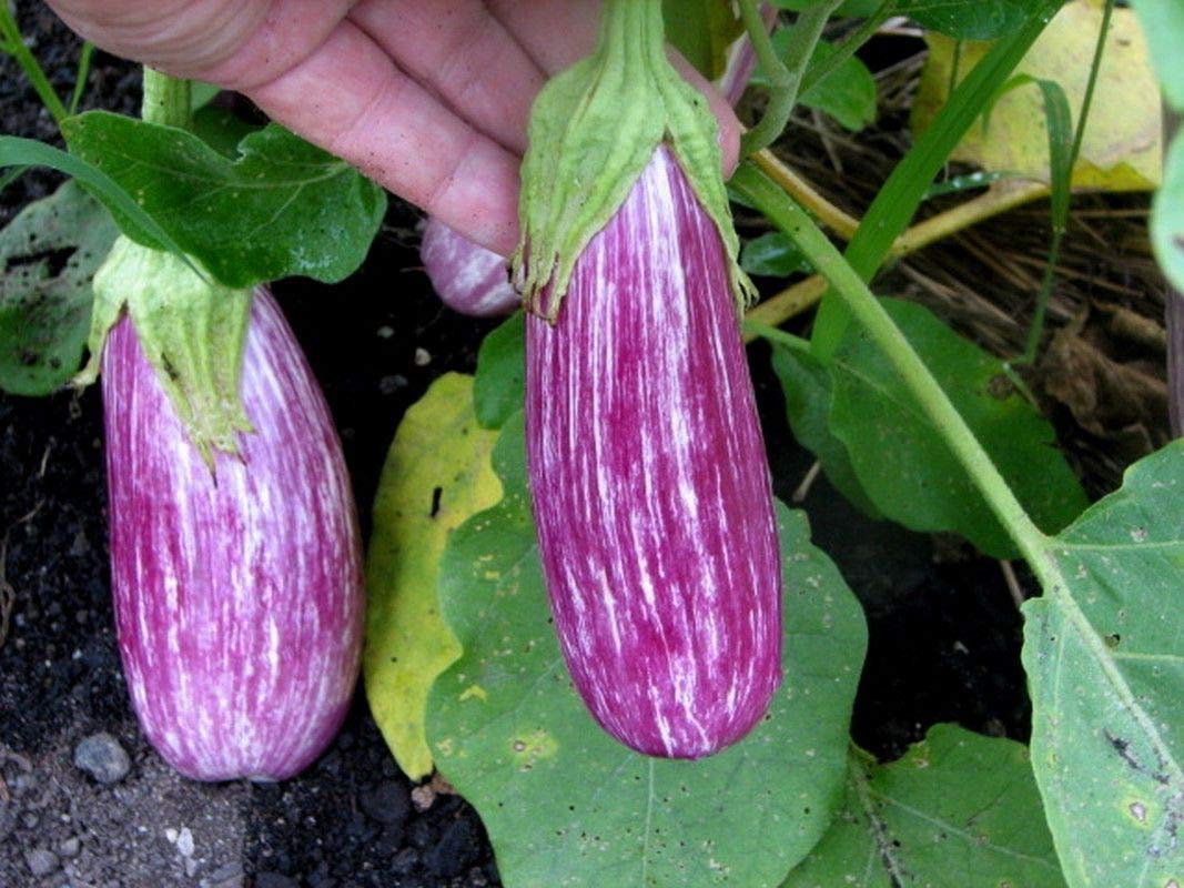 Pandora Rose Striped Eggplant Seeds - 10 Count, Beautiful Lilac-Rose Color with White Stripes for Home Garden Planting | Perfect for Vegetable Gardens, Container Growing & Unique Heirloom Varieties