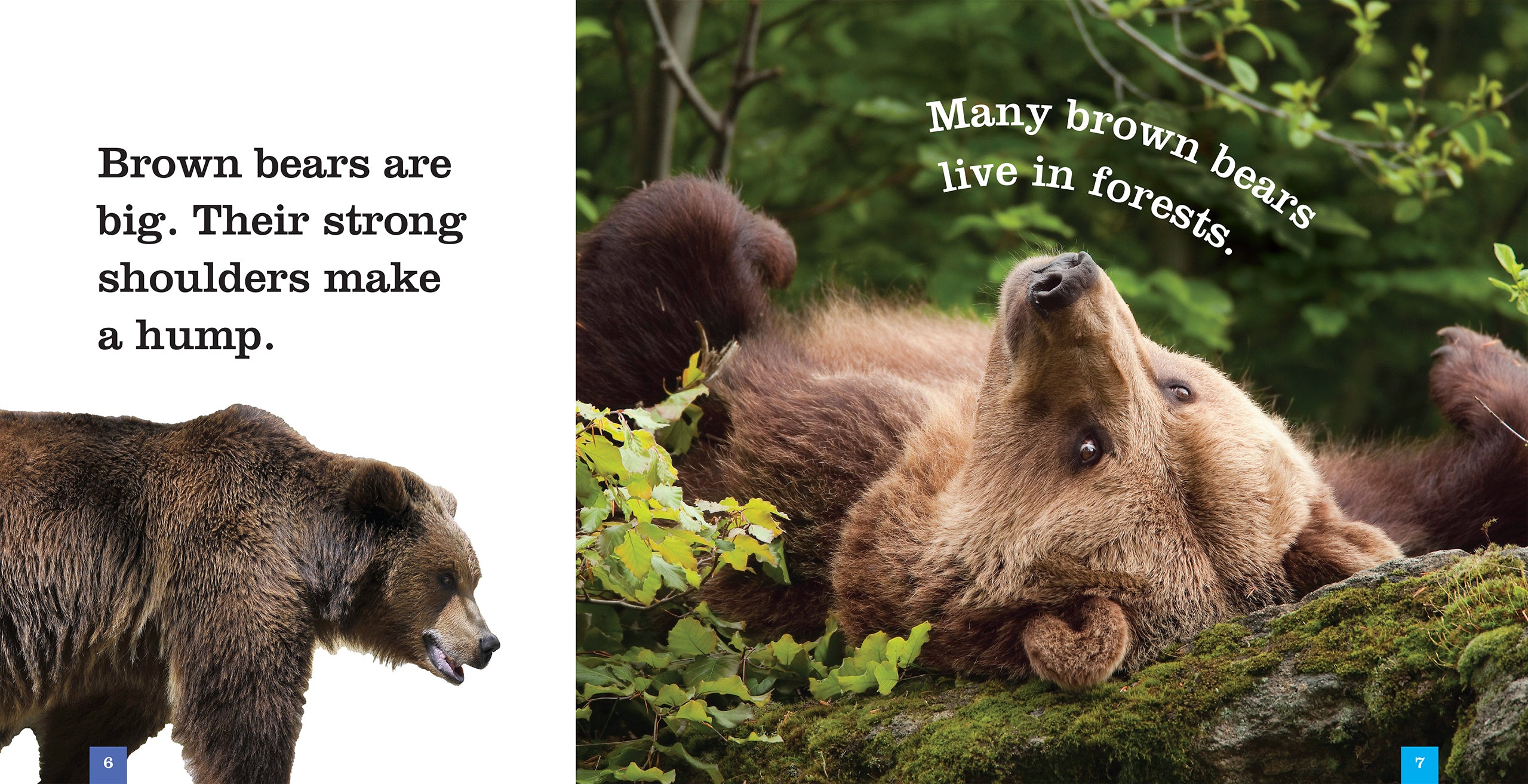 Brown Bears Book - ISBN 9781608188666 - Wildlife Education & Nature Exploration for Kids & Adults