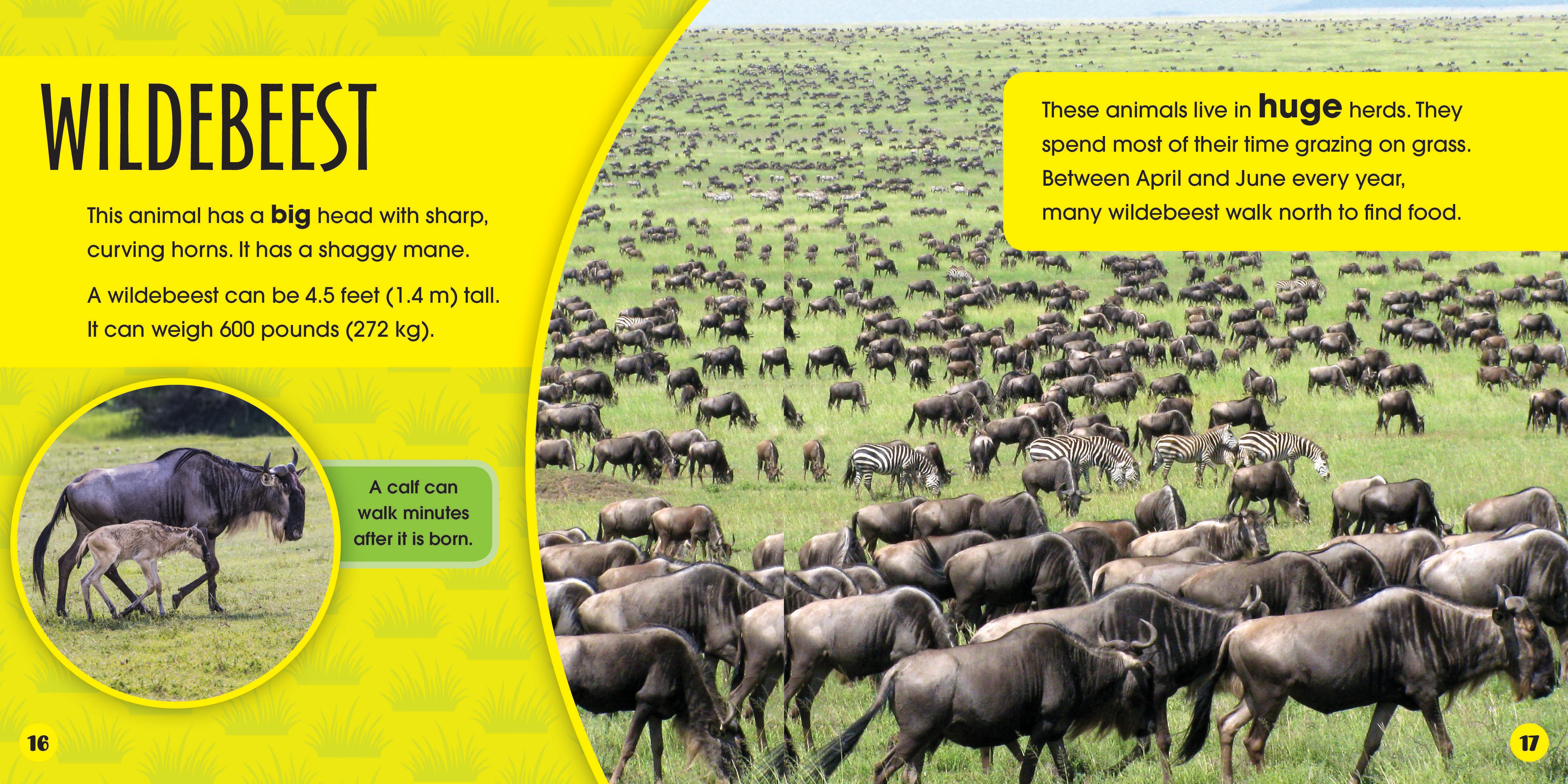 Grasslands Who Lives Here - Interactive Wildlife Book for Kids | Explore Animals & Habitats | Perfect for Classroom Learning & Bedtime Stories