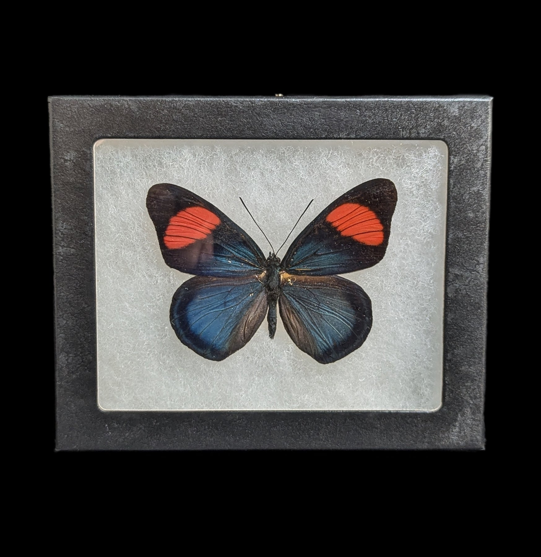Riker Mounted Batesia Hypochlora Butterfly Specimen - Real Framed Butterfly Display for Home Decor, Science Education & Entomology Collection