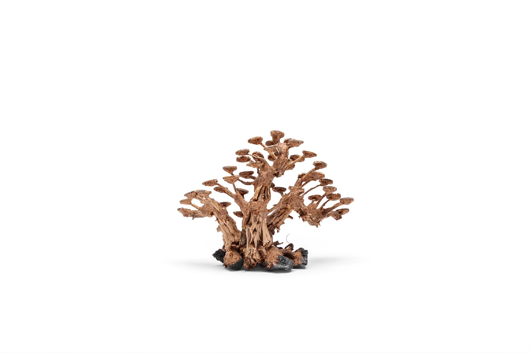 UNS Bonsai 016 - Premium Mini Bonsai Tree Kit for Home & Office Decor | Perfect for Zen Gardens, Desktop Decor, and Unique Gifts