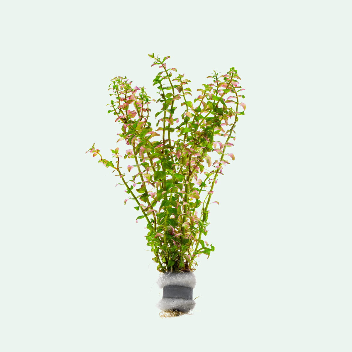 Rotala Sp. Pearl - Live Aquarium Plants for Freshwater Fish Tanks | Perfect for Aquascaping, Nano Tanks & Shrimp Habitats