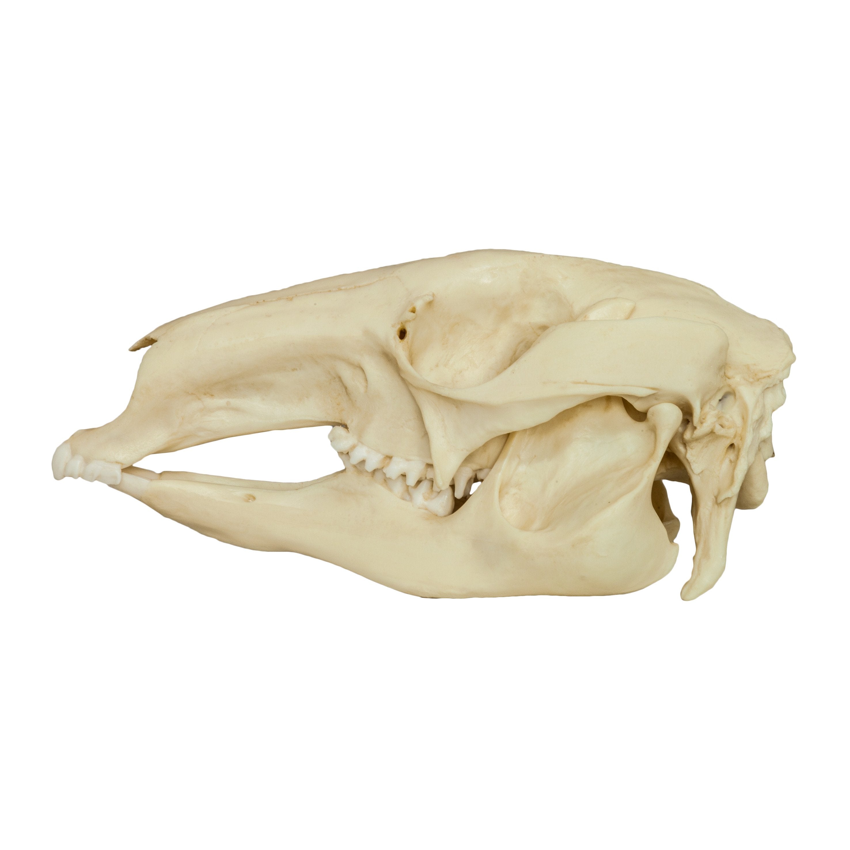 Authentic Replica Red Kangaroo Skull - Lifelike Animal Skull Model for Home Decor, Halloween Props, and Educational Displays