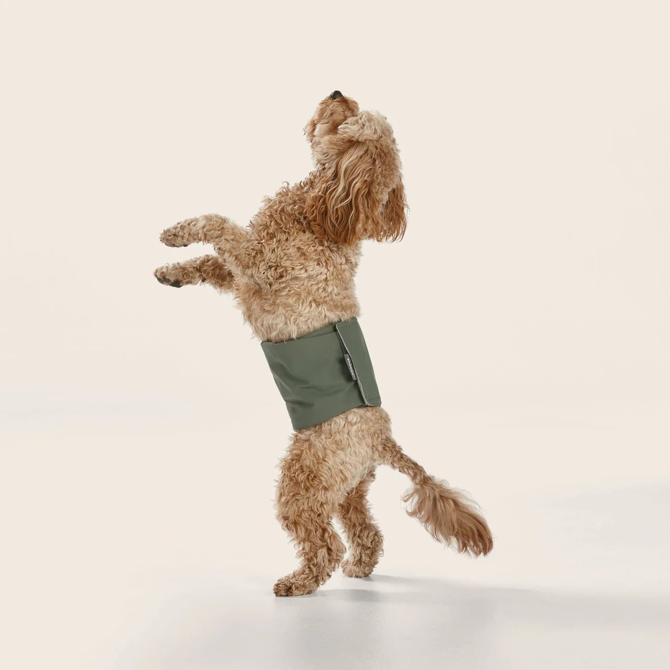 Washable Male Dog Diaper Band - Reusable Twin Pack for Incontinence & Training | Perfect for Travel, Home & Outdoor Use